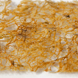 Fu-nori (Japanse algenlijm)