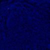 Pruissian Blue (PB 27)