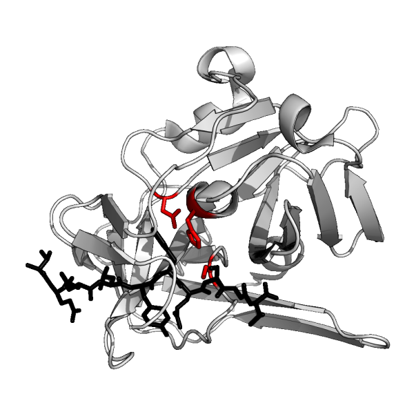 Protease-voorbeeld